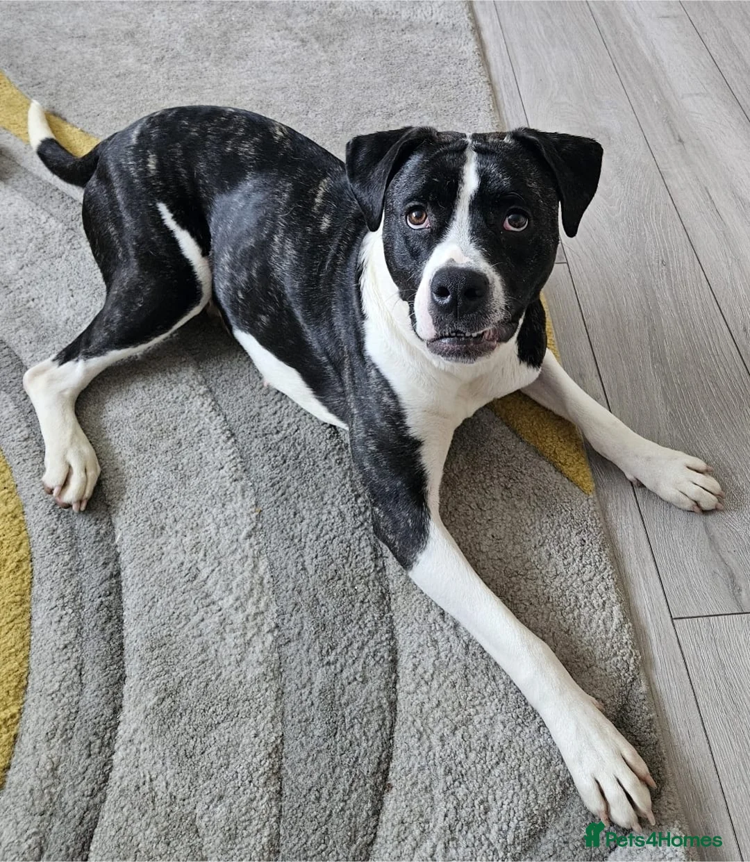 Boxer dogs for adoption: Quiet experienced home needed for boxer cross in Colchester - Advert 3