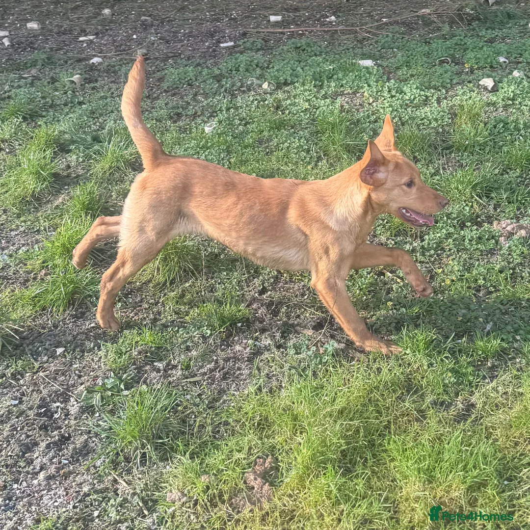 Labrador Retriever dogs for sale: 🧡 Older Yellow & Red RKC Labrador Boys 💛 - Advert 28