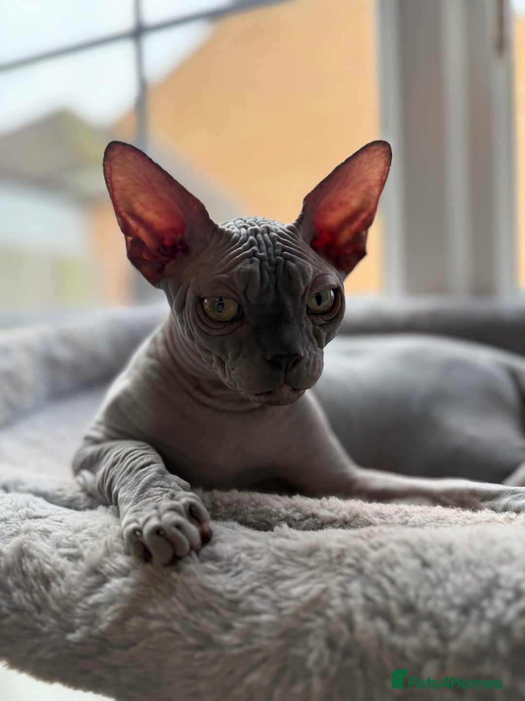 Sphynx cats for sale: Blue Wrinkles Boy - Advert 3