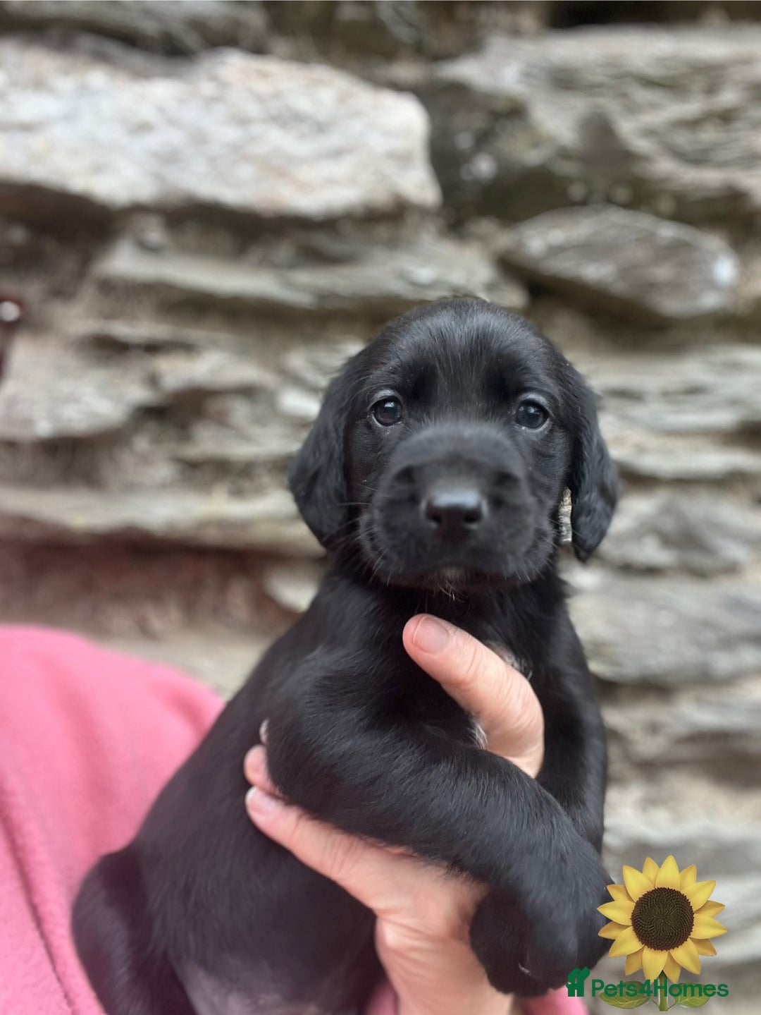 Mixed Breed dogs for sale: Outstanding sprollies pups for sale  - Image 6