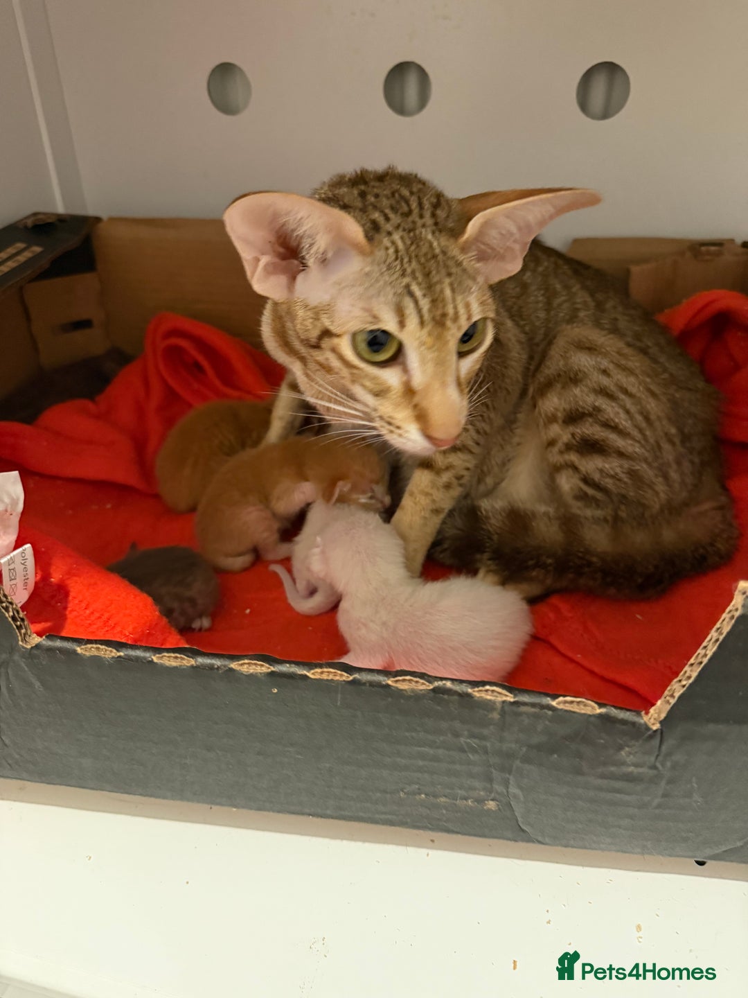 Oriental cats for sale: GCCF Oriental & Siamese Babies - Champion Lines - Advert 6