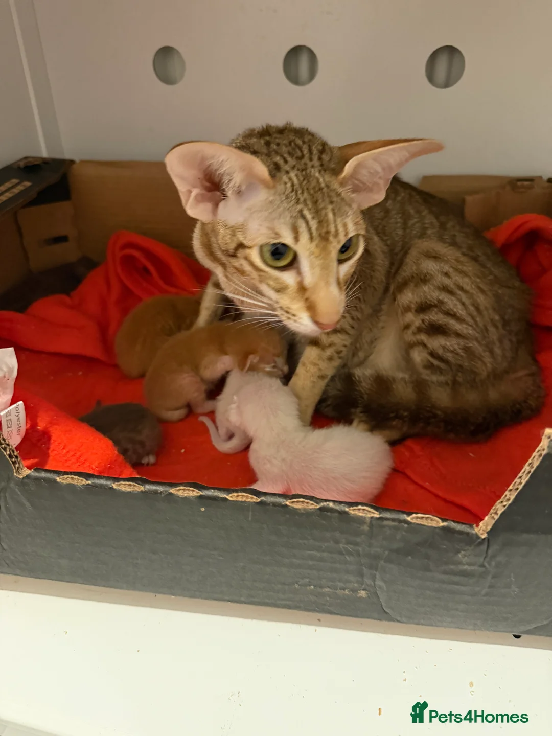 Oriental cats for sale: GCCF Oriental & Siamese Babies - Champion Lines - Advert 6