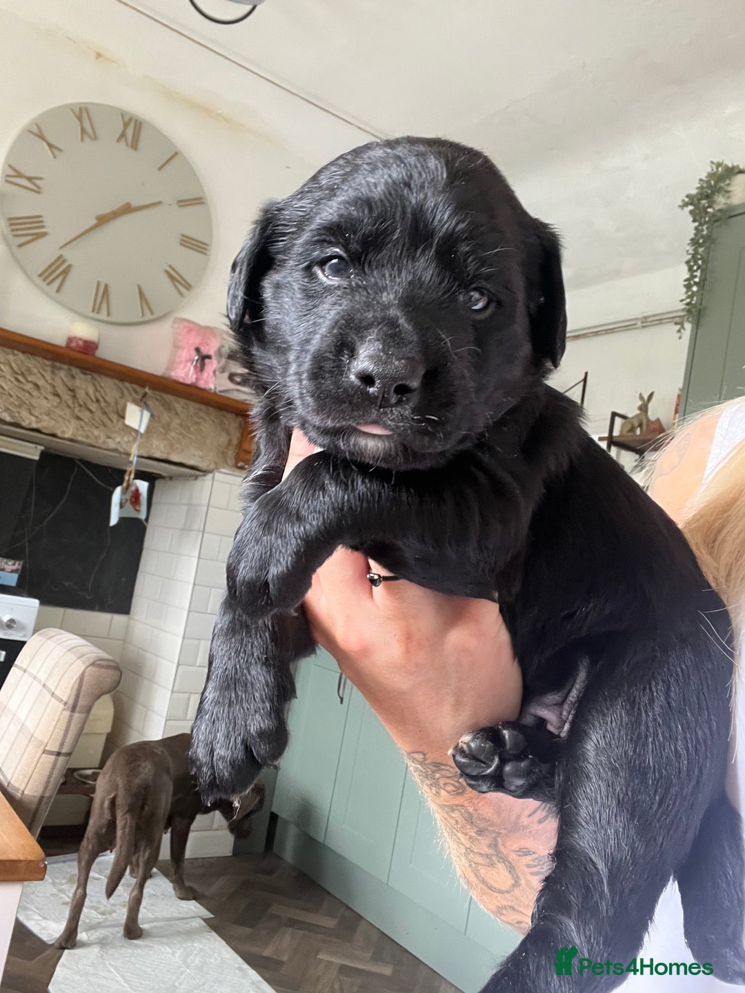 Mixed Breed dogs for sale: 3/4 lab 1/4 collie puppies  in Whitby - Image 2