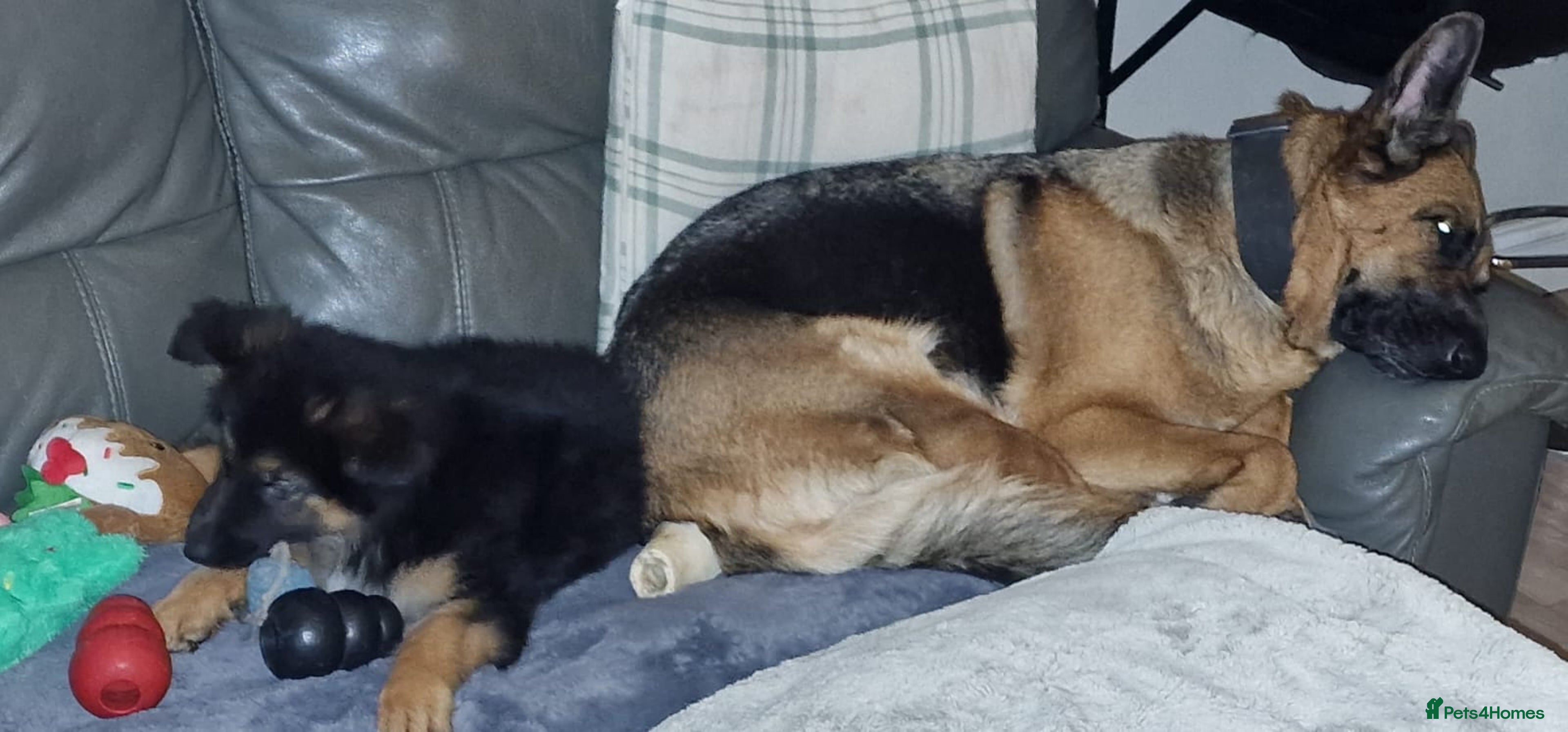 5 Month Old kC Registered German Shepherd Puppy for sale in Sheffield