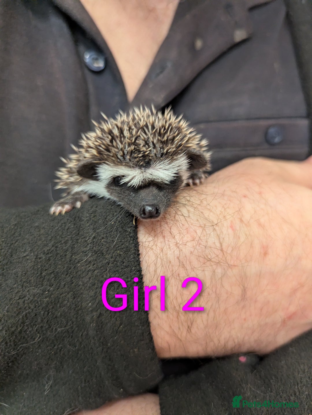 Pygmy Hedgehog rodents for sale: African pygmy hedgehogs. Ready for Xmas! 2 litters - Advert 6