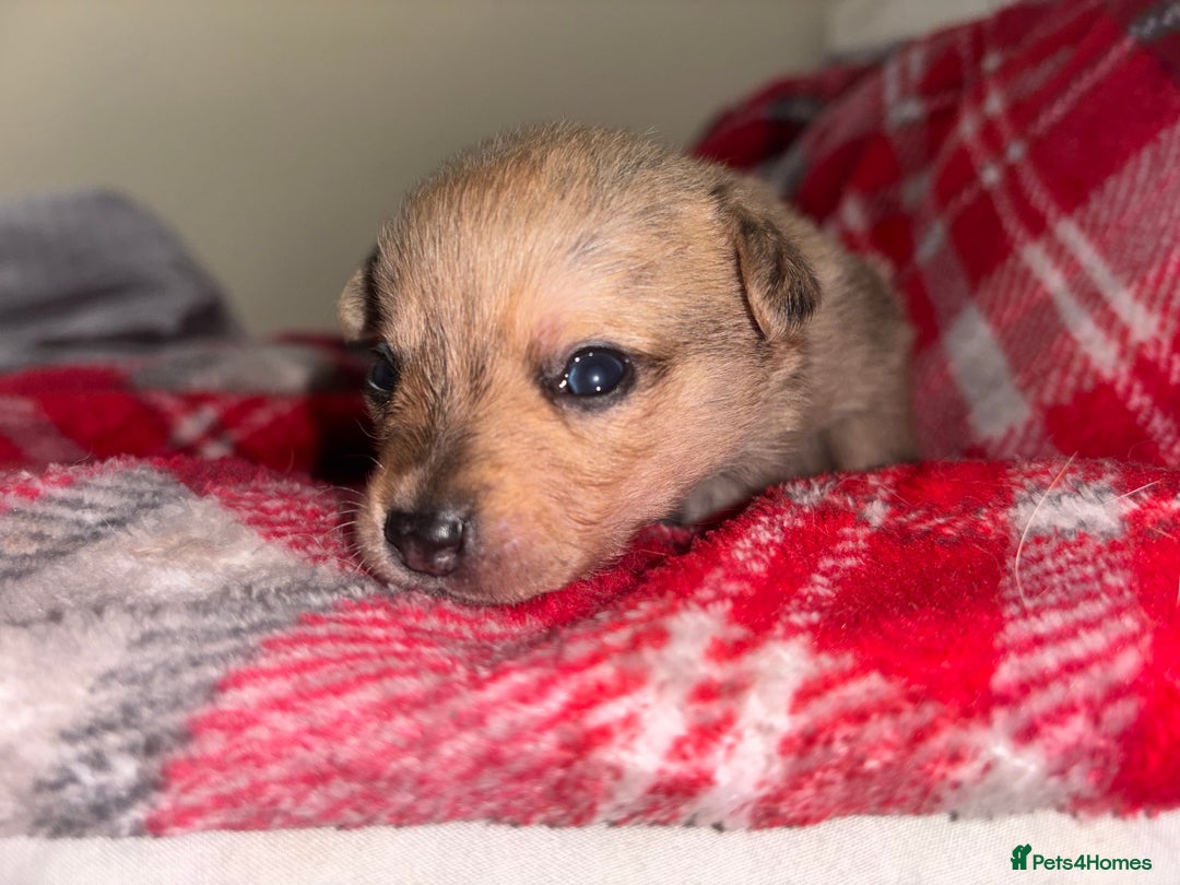 Chihuahua dogs for sale: Merle Chihuahuas 🩵 🩷 3 boys 2 girls available  - Advert 9