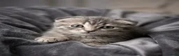 Mixed Breed cats for sale: Scottish fold x Ragdoll mix - Advert 6