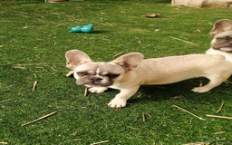 French Bulldog dogs for adoption: 💓🐶 MARGO, MISTY & MONTI💙 - Image 12