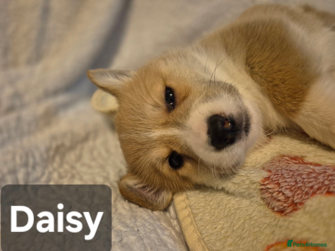 Welsh Corgi Pembroke dogs for sale: 8 Pembroke corgi puppy's - Advert 25