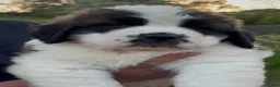 Saint Bernard dogs for sale: Chunky KC Reg Saint Bernard puppies for sale - Advert 2