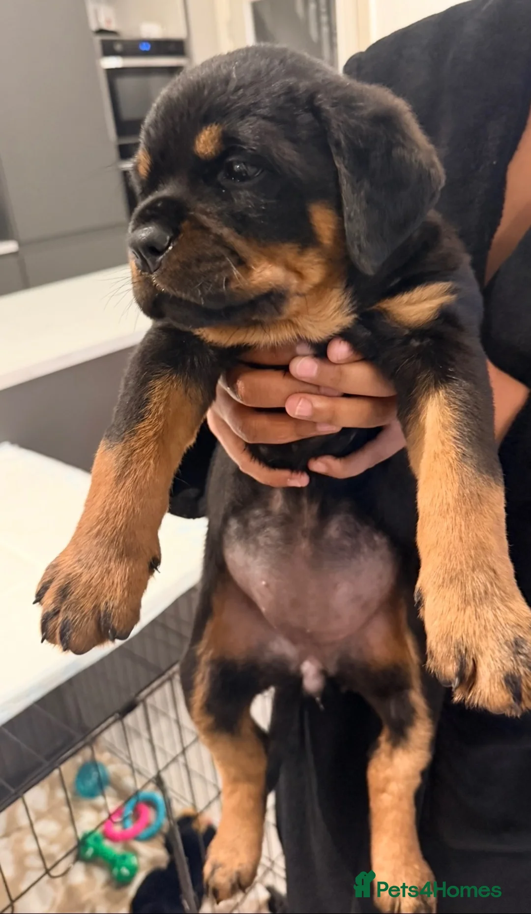 Rottweiler dogs for sale: Rottweiler Female Puppy Ready To Leave  - Advert 2