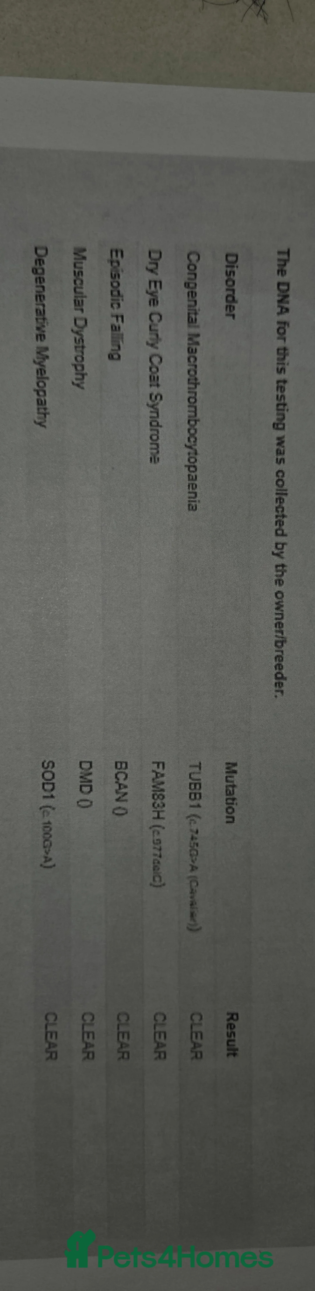 Cavalier King Charles Spaniel dogs for stud: Extensively health tested ruby STUD - Advert 15