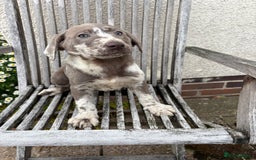 Labrador Retriever dogs for sale: Gorgeous Rare Labrador Retriever Pups  - Image 9