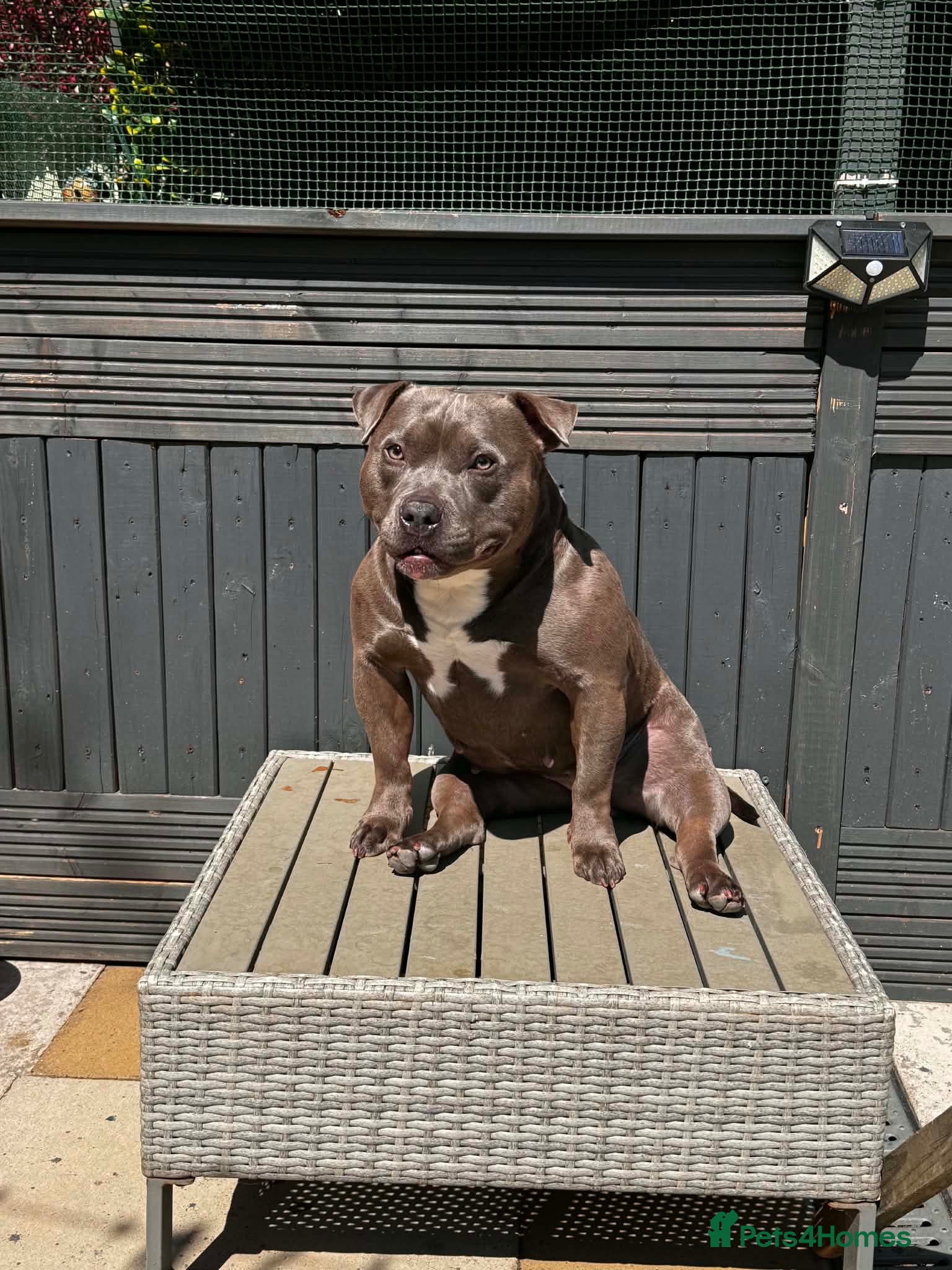 American Bully dogs American bully puppies  - Advert 2