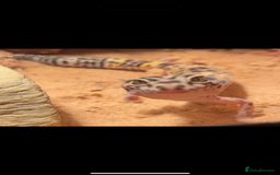 Leopard Gecko reptiles for sale: leopard gecko with setup - Image 1