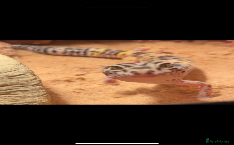 Leopard Gecko reptiles - Advert 10