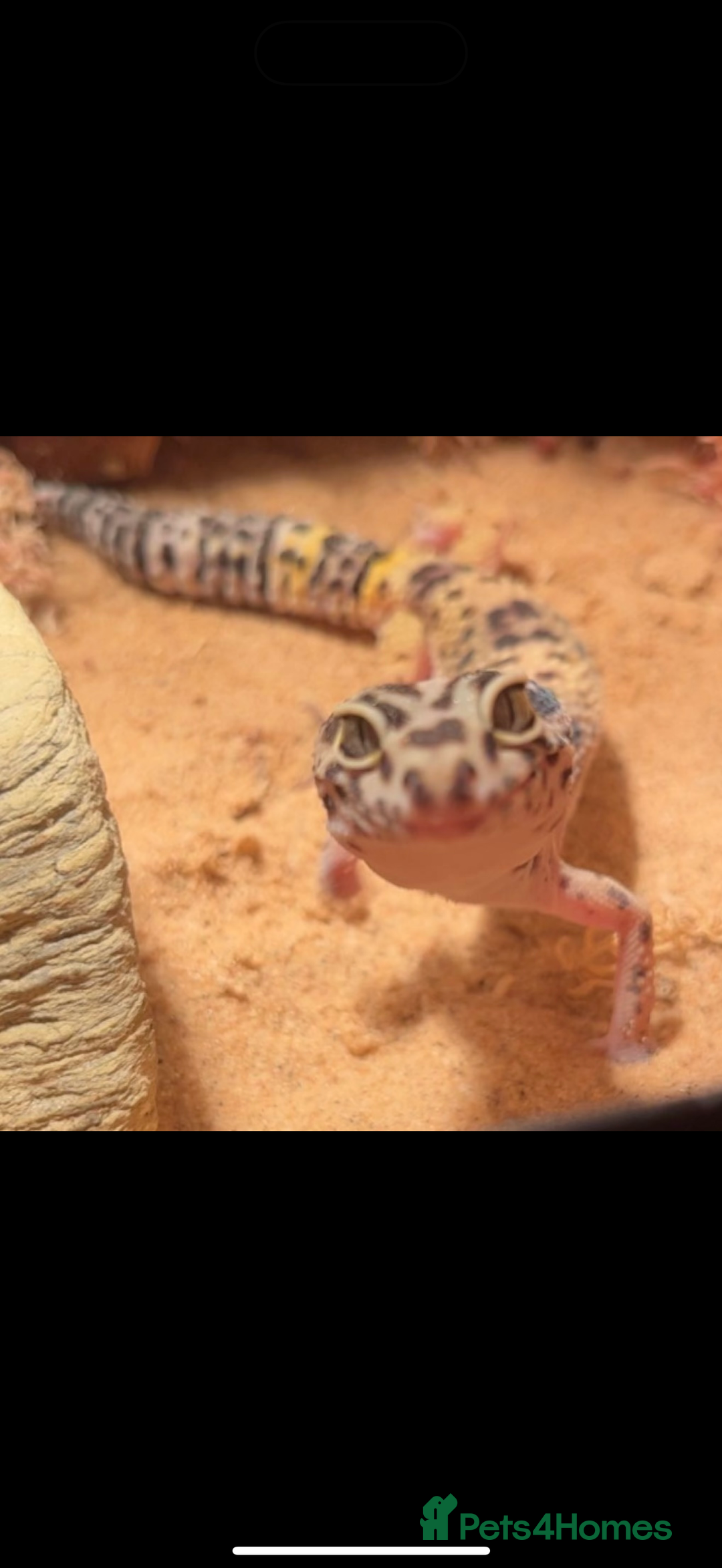 Leopard Gecko reptiles for sale: leopard gecko with setup - Image 1