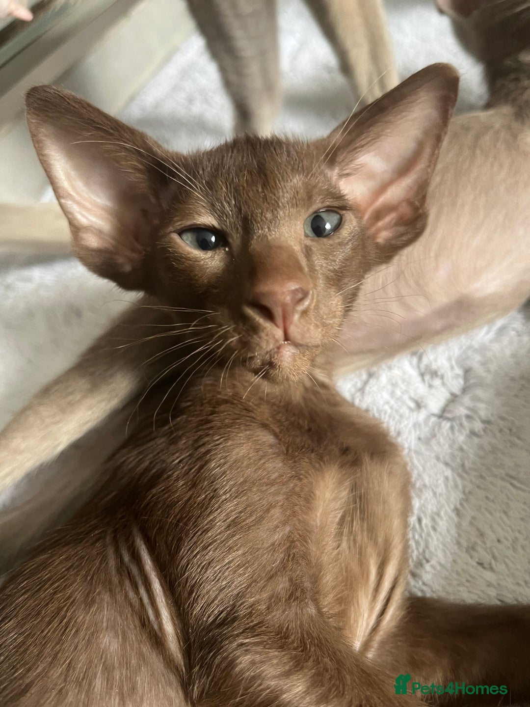 Oriental cats for sale: Oriental and Siamese kittens GCCF reg - Image 32