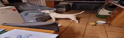 Bull Terrier dogs for sale: Bullterrier puppy  - Advert 9
