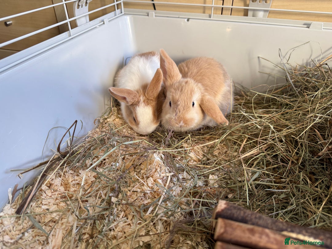 Mixed Breed rabbits for sale: Beautiful friendly baby bunnies ready in 4 weeks  - Advert 38