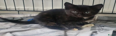 Mixed Breed Kitten 1