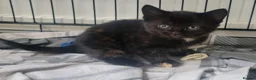 Mixed Breed cats for sale: Kittens in Rotherham - Advert 5