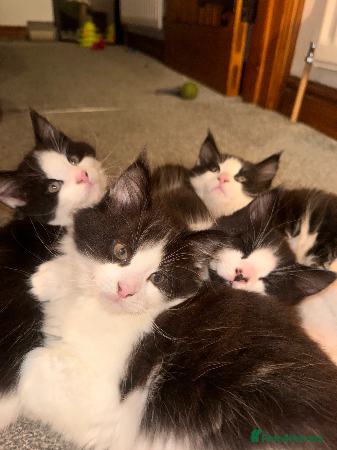 Ragdoll cats for sale: Main coon ragdoll mix - Advert 3