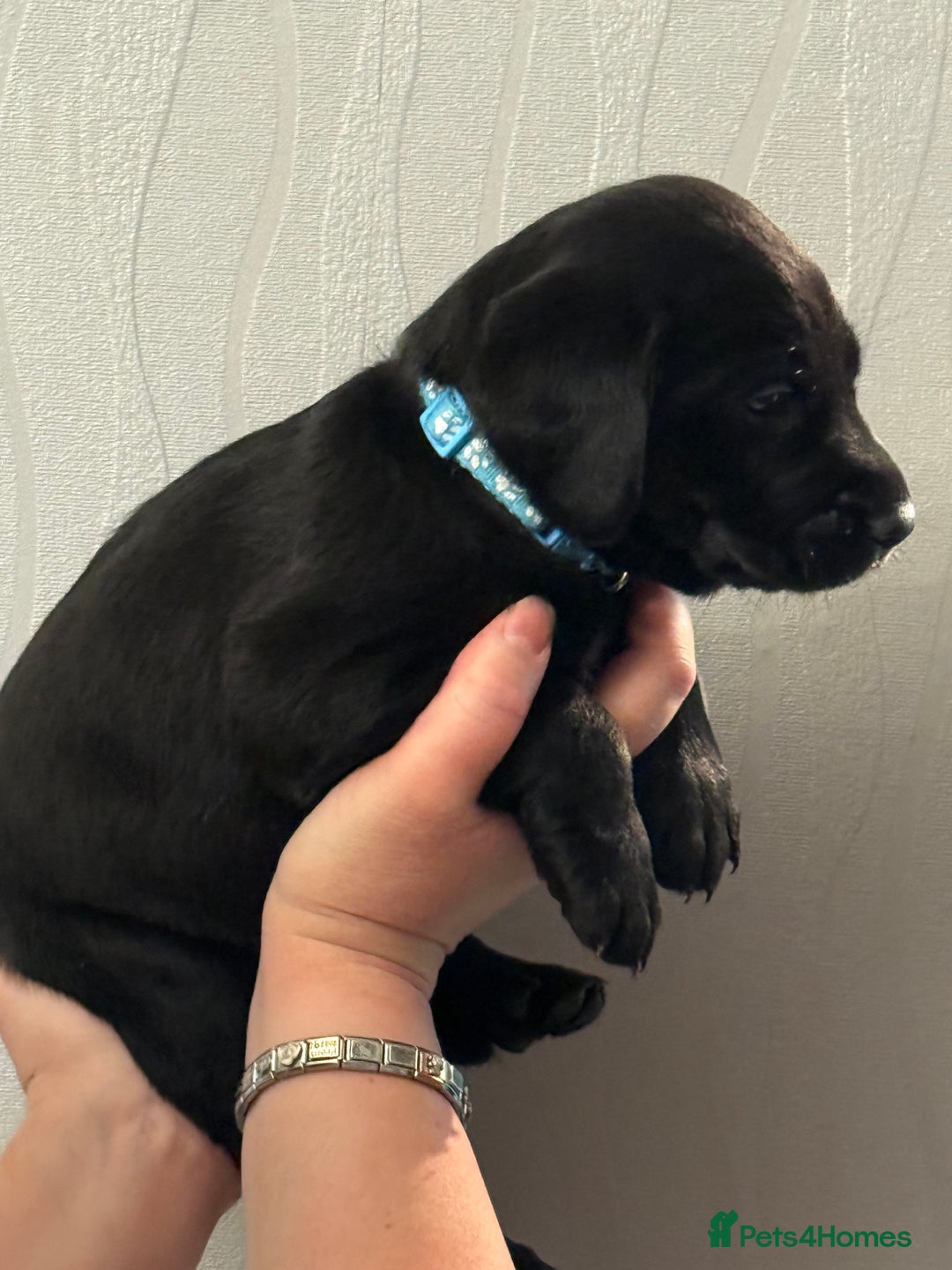 Labrador Retriever dogs for sale: Labrador puppies  - Advert 16