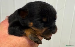 Rottweiler dogs for sale: 🦍🖤🤎KC REG 5 star breeders🤎🖤🦍 - Image 11