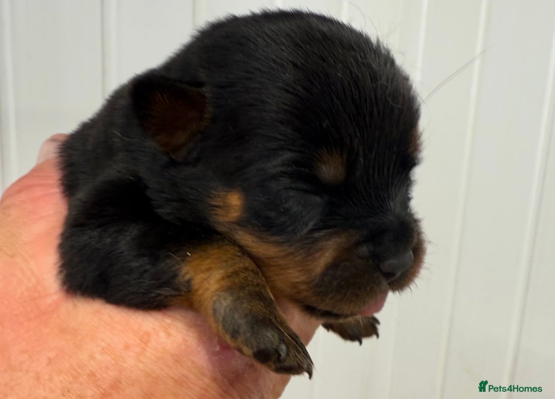 Rottweiler dogs for sale: 🦍🖤🤎KC REG 5 star breeders🤎🖤🦍 - Image 11