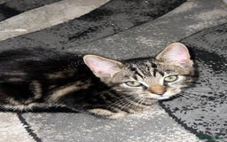 Mixed Breed cats for sale: 🚨😍BEAUTIFUL MALE KITTENS FOR SALE 🚨🥰 - Image 6
