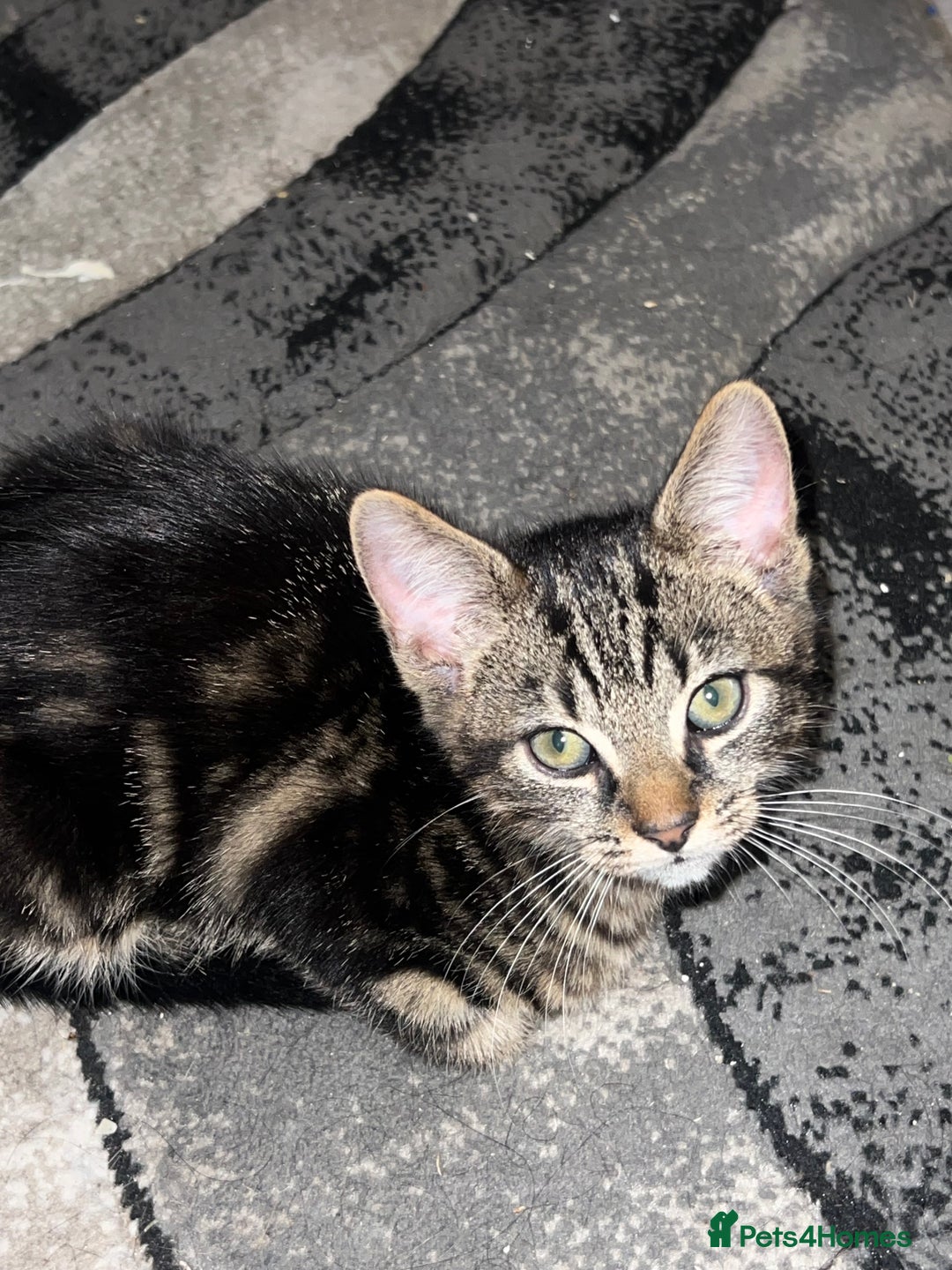 Mixed Breed cats for sale: 🚨😍BEAUTIFUL MALE KITTENS FOR SALE 🚨🥰 - Image 6