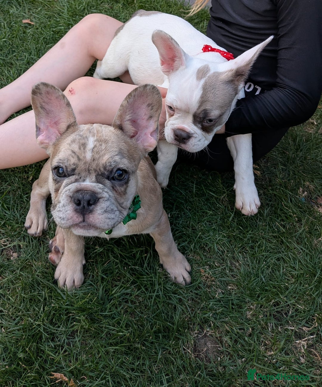 French Bulldog dogs for sale: fluffy carrier French bulldog girls  - Image 5