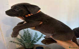 Cane Corso dogs for sale: 5 Towns Cane Corso pups,   - Image 14
