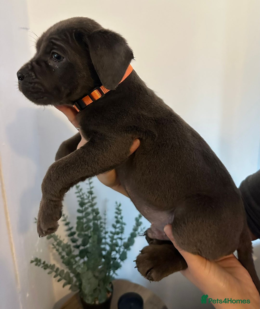 Cane Corso dogs for sale: 5 Towns Cane Corso pups,   - Image 14