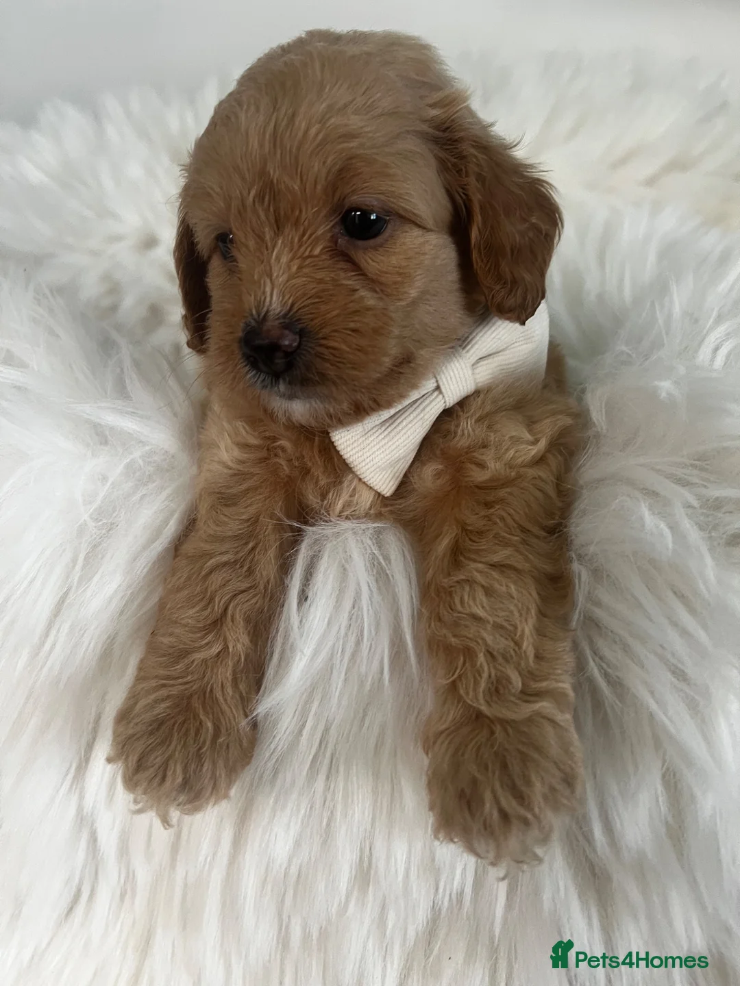 Maltipoo dogs for sale: Absolutely Outstanding Malitpoo Puppies  - Advert 2