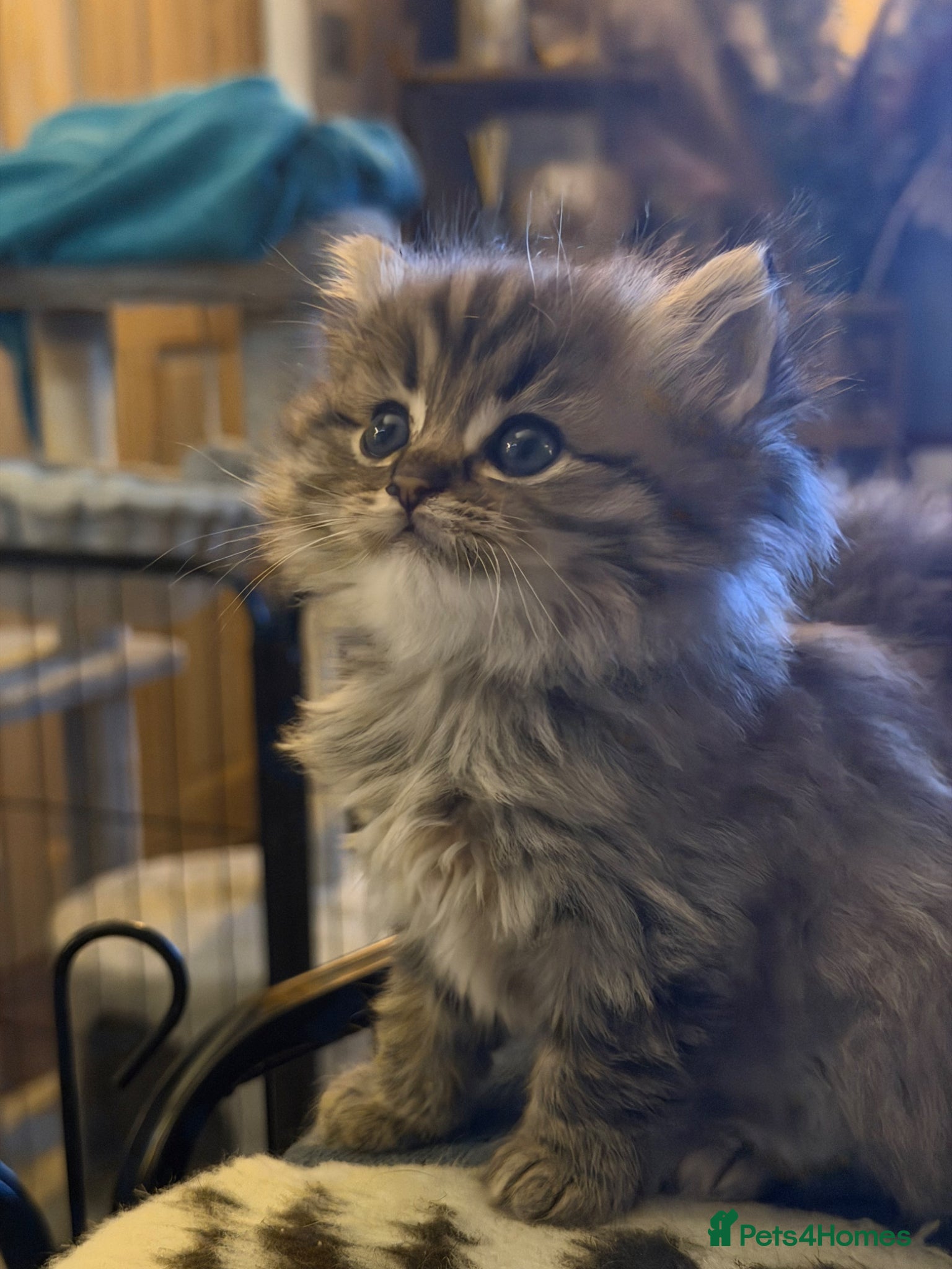 Scottish Fold cats Stunning Highland ScottishFold Kittens Rare Silver - Advert 17