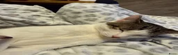 Mixed Breed cats for sale: Male year old - Advert 4