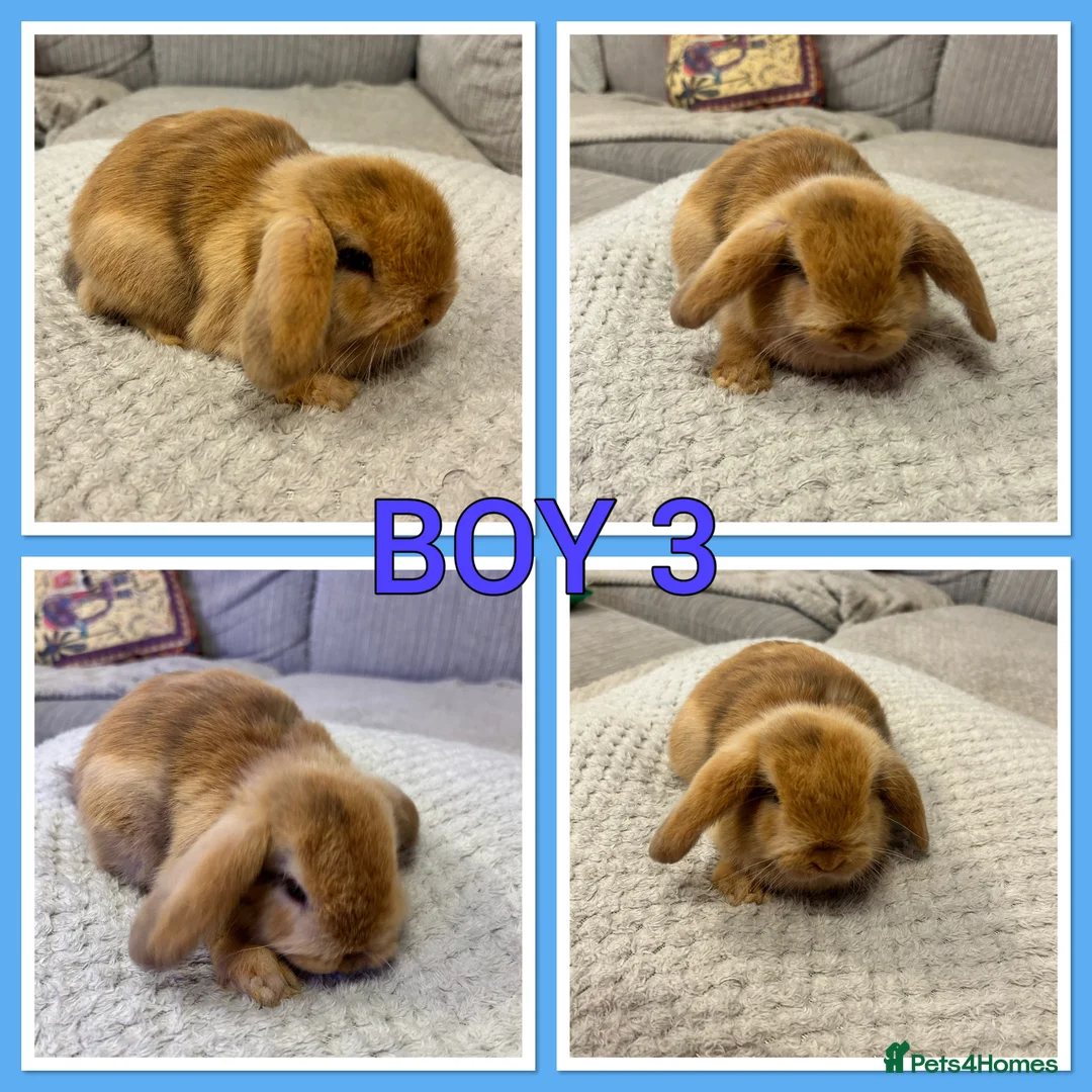 Mini Lop rabbits for sale: Pure mini lop babies  - Advert 3