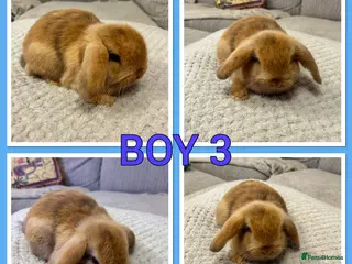 Mini Lop rabbits Pure mini lop babies - Advert 14