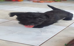 Scottish Terrier dogs for sale: Girl KC Reg vWD/CMO Clear Scottish Terrier Puppy  - Image 7