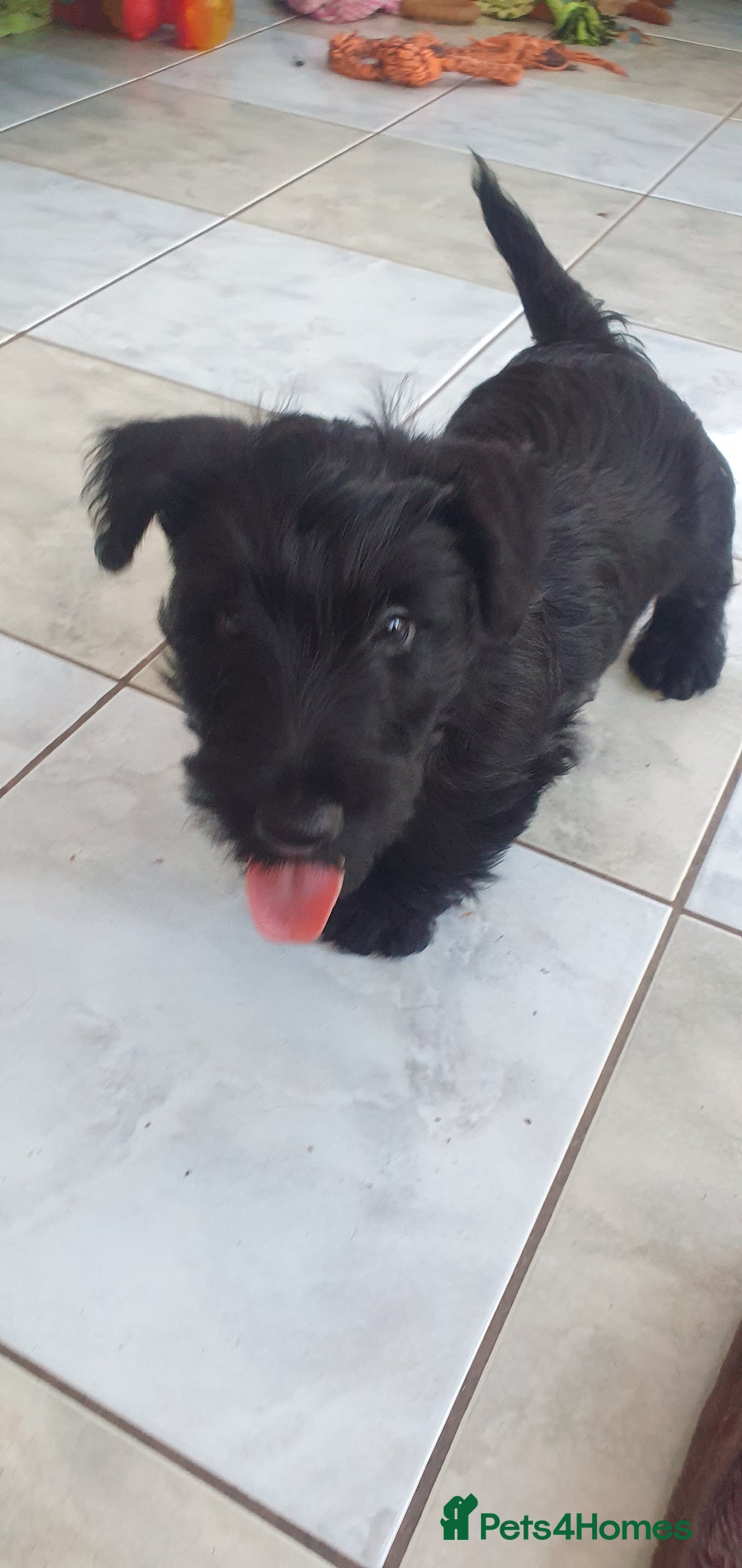 Scottish Terrier dogs for sale: Girl KC Reg vWD/CMO Clear Scottish Terrier Puppy  - Image 7