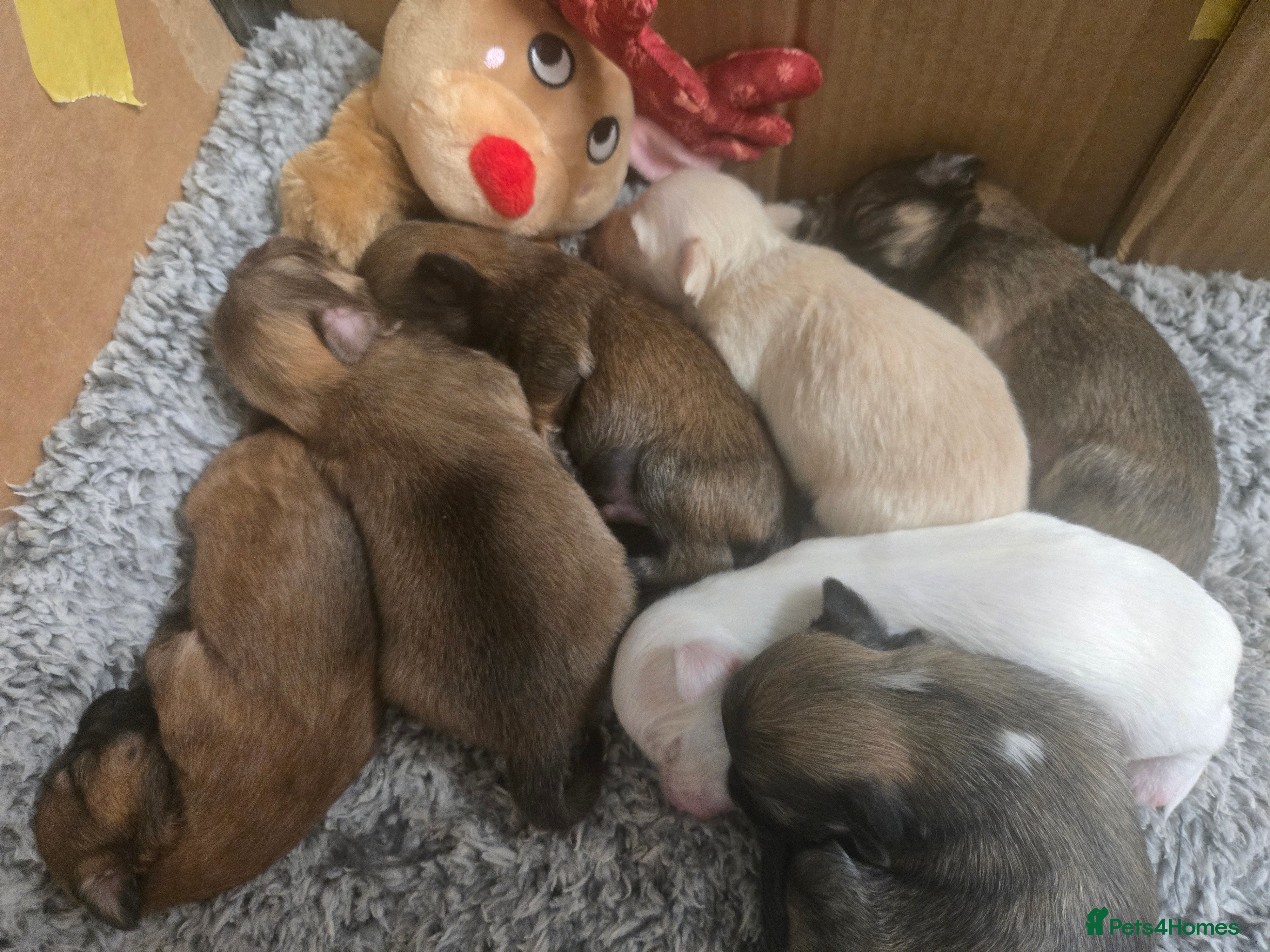 Pomchi dogs Gorgeous pomchi puppies  - Advert 4