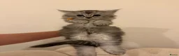 Mixed Breed cats for sale:  Persian mix kittens  in Bradford - Advert 35