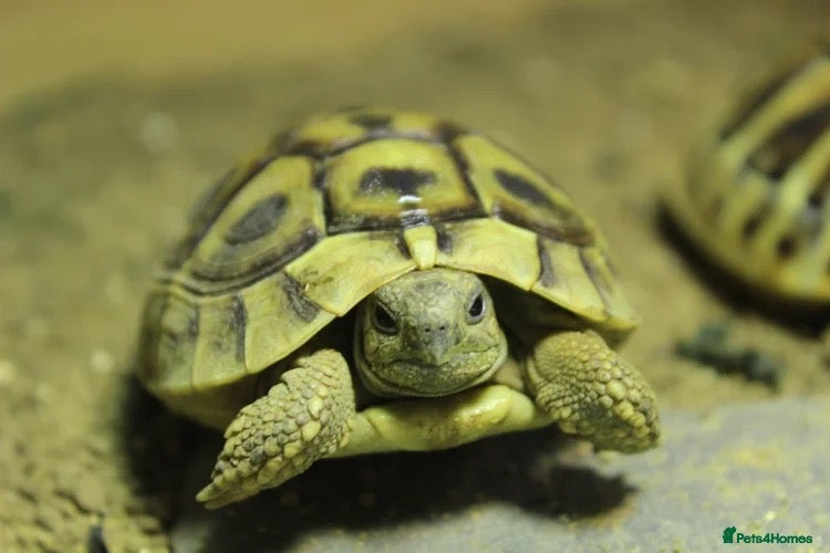 Tortoise reptiles BABY HERMANNS AND SET UPS - Advert 2