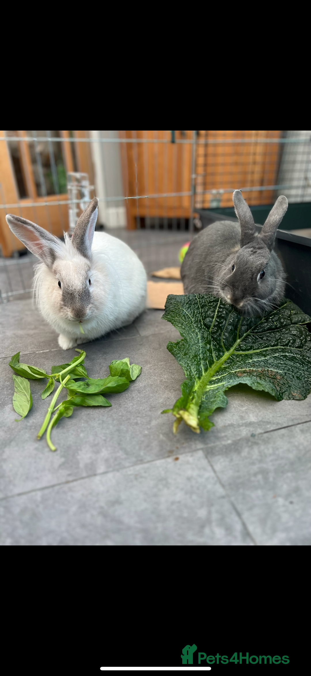 Mixed Breed rabbits for sale: Neutered male Rabbit  - Advert 3