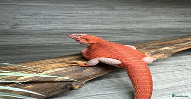 Bearded Dragon reptiles - Advert 4