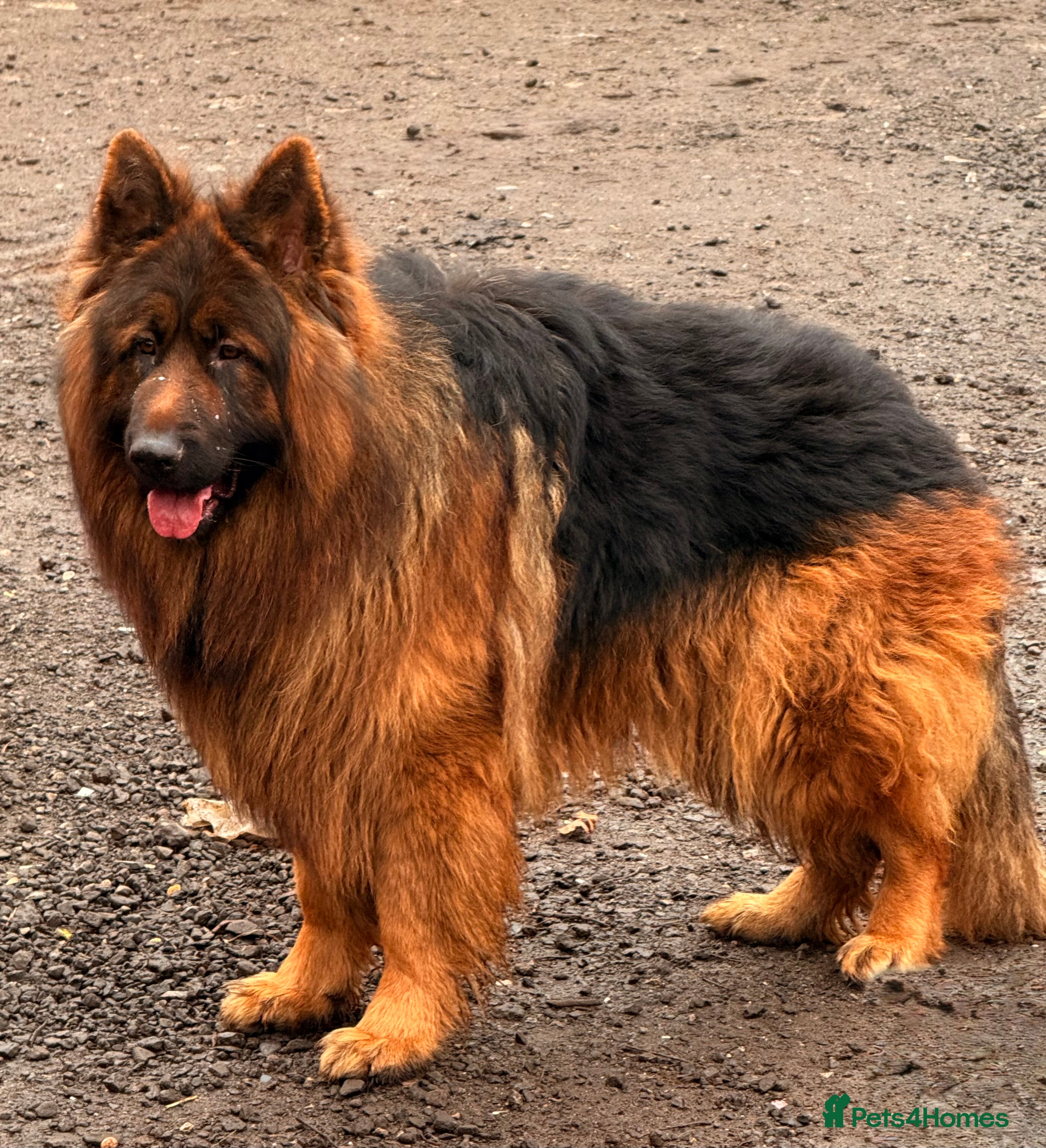 German Shepherd dogs Bear🤩kc reg proven long haired health tested stud - Advert 1