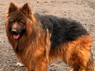 German Shepherd dogs Bear🤩kc reg proven long haired health tested stud - Advert 1
