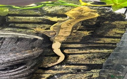 Gecko reptiles for sale: Crested geckos - Image 3